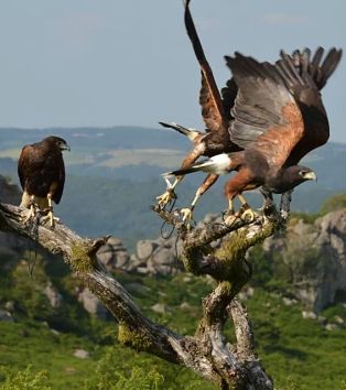 Hawking on Dartmoor